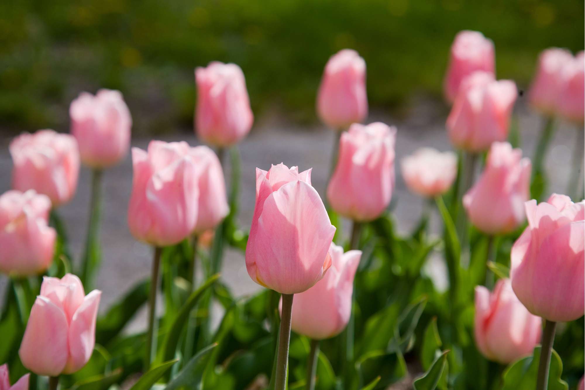 Tulpe 'Apricot Beauty'